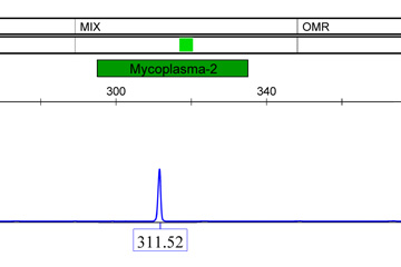 支原體檢測-熒光PCR+毛細管電泳使得檢測靈敏度上升千倍