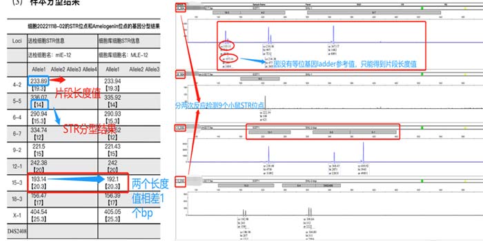 小鼠細胞STR分型檢測片段長度.jpg