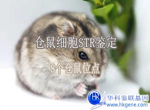 倉鼠細胞鑒定