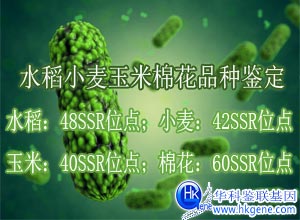 水稻小麥玉米棉花品種鑒定